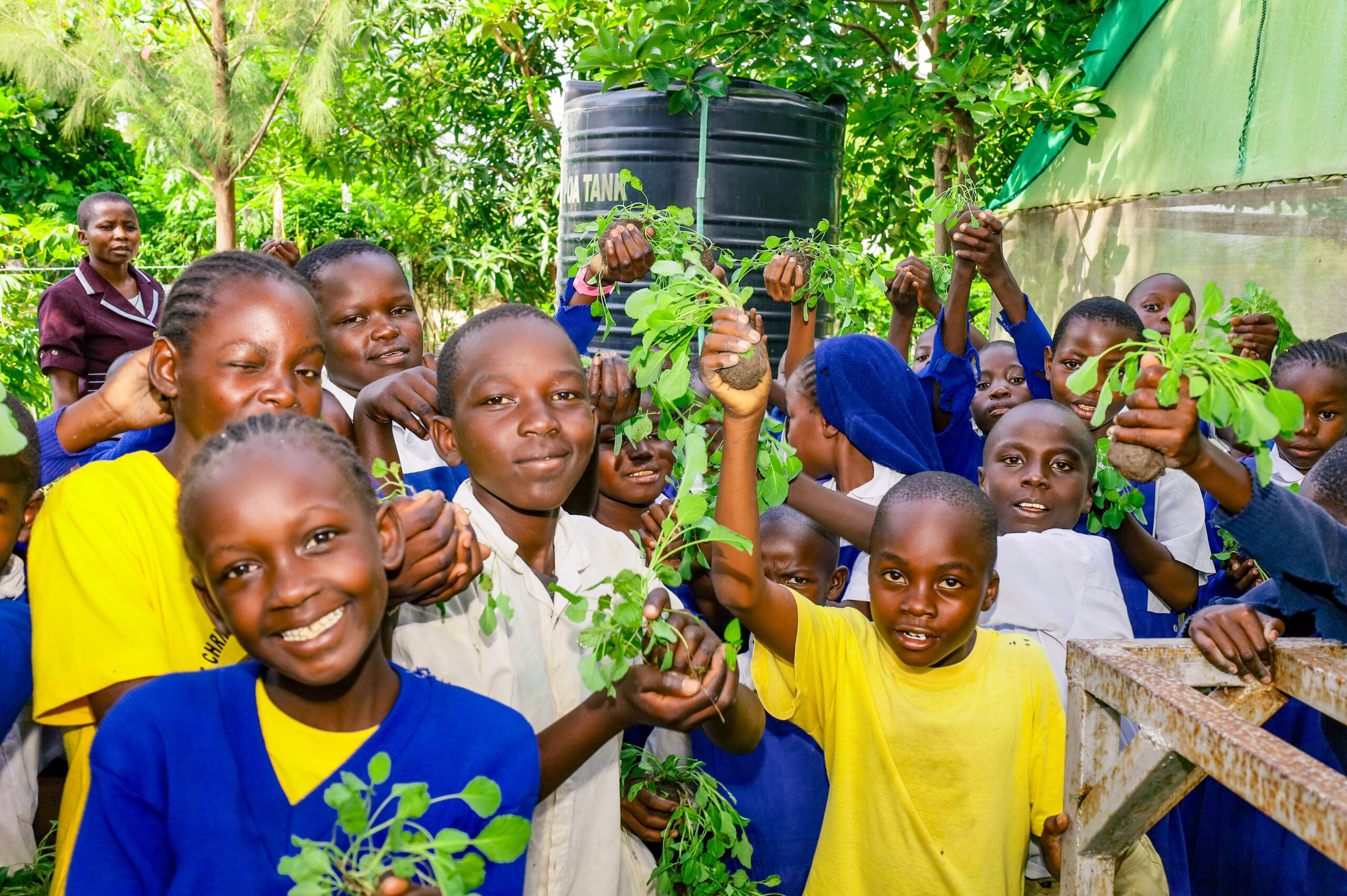 Distribution of seedlings (2)